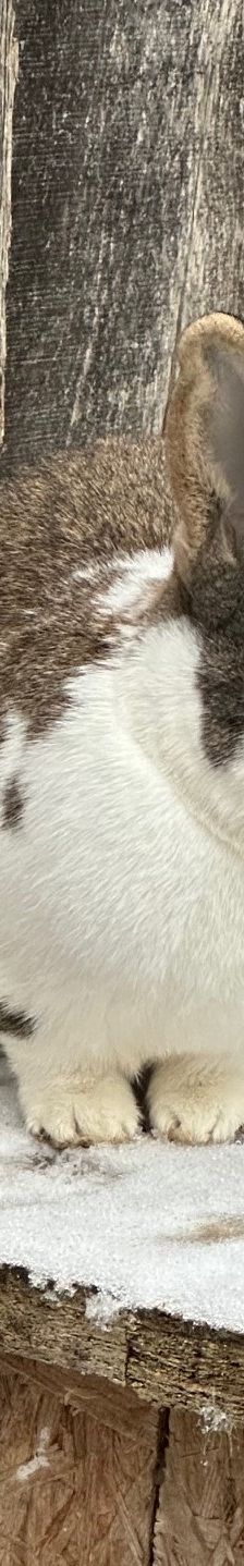 Jack – Mecklenburger Schecke, Männchen, 2 Monate, 97525 Schwebheim – Foto 1
