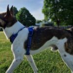 Mailow – Mischling, Unbekannt, 6 Jahre, 32758 Detmold – Foto 2