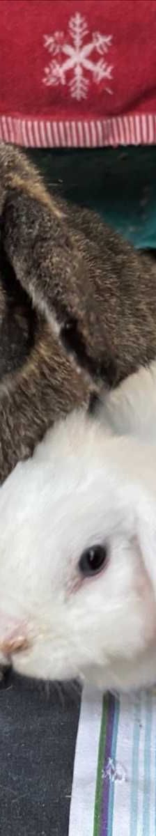 FLORA – Widderkaninchen, Weibchen, 2 Jahre 7 Monate, 81829 München – Foto 1