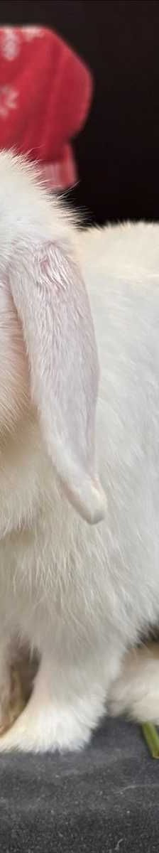 FLORA – Widderkaninchen, Weibchen, 2 Jahre 7 Monate, 81829 München – Foto 2