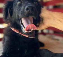 Mićko – Mischling, Männchen, 19 Monate, Nordic Strays e.V. – Foto 3