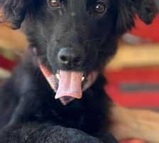 Mićko – Mischling, Männchen, 19 Monate, Nordic Strays e.V. – Foto 4