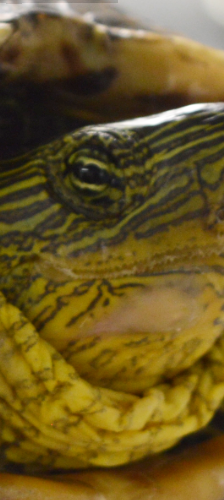 Wasserschildkröten – Reptil, Unbekannt, Alter unbekannt, 28357 Bremen – Foto 1