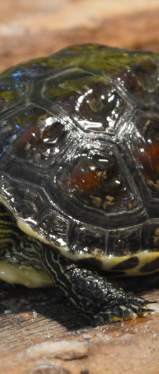 Wasserschildkröten – Reptil, Unbekannt, Alter unbekannt, 28357 Bremen – Foto 2