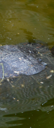 Wasserschildkröten – Reptil, Unbekannt, Alter unbekannt, 28357 Bremen – Foto 3