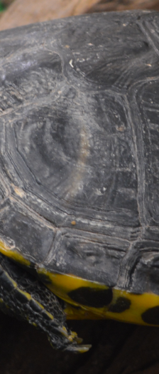 Wasserschildkröten – Reptil, Unbekannt, Alter unbekannt, 28357 Bremen – Foto 4