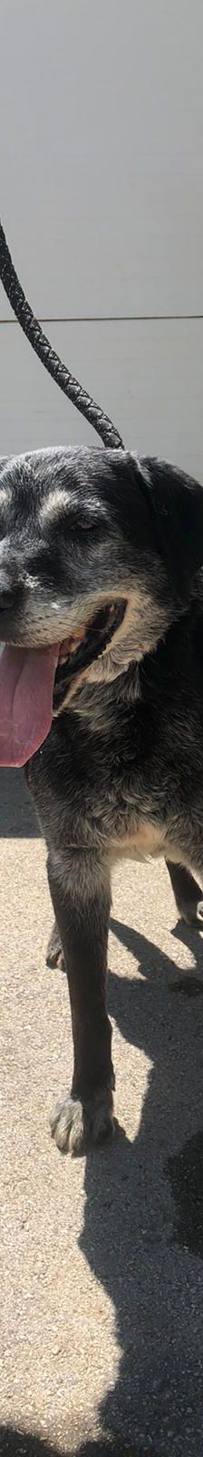 Opa John – Mischling, Männchen, 6 Jahre, Nordic Strays e.V. – Foto 2