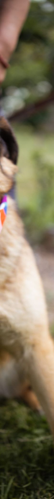 Opa John – Mischling, Männchen, 6 Jahre, Nordic Strays e.V. – Foto 5