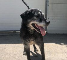 Opa John – Mischling, Männchen, 6 Jahre, Nordic Strays e.V. – Foto 7