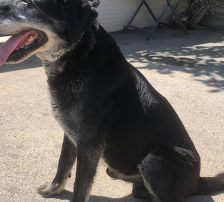 Opa John – Mischling, Männchen, 6 Jahre, Nordic Strays e.V. – Foto 8