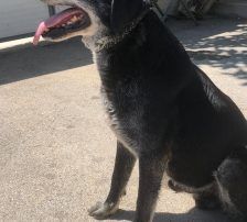 Opa John – Mischling, Männchen, 6 Jahre, Nordic Strays e.V. – Foto 10