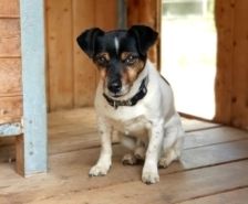 Fu – Mioritic, Männchen, 12 Jahre, 39576 Stendal – Foto 12