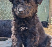 Timmy – Mischling, Männchen, , Nordic Strays e.V. – Foto 5