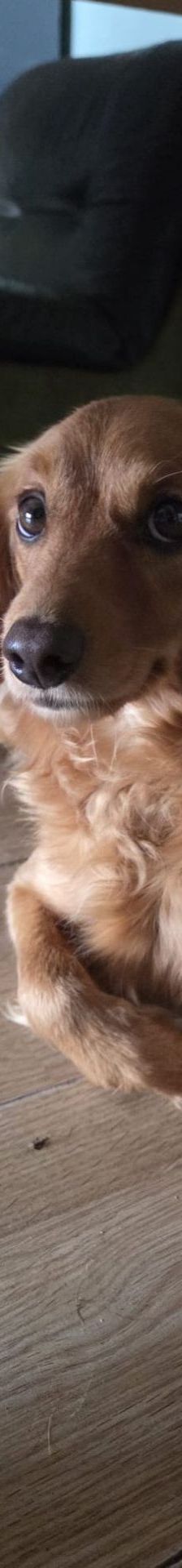 Luis – Cocker Spaniel Mischling, Männchen, Alter unbekannt, Nordic Strays e.V. – Foto 1
