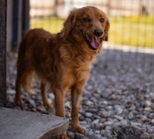Luis – Cocker Spaniel Mischling, Männchen, Alter unbekannt, Nordic Strays e.V. – Foto 2