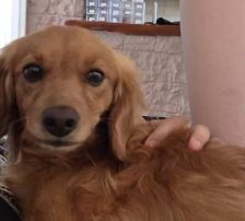 Luis – Cocker Spaniel Mischling, Männchen, Alter unbekannt, Nordic Strays e.V. – Foto 3
