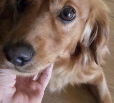 Luis – Cocker Spaniel Mischling, Männchen, Alter unbekannt, Nordic Strays e.V. – Foto 4
