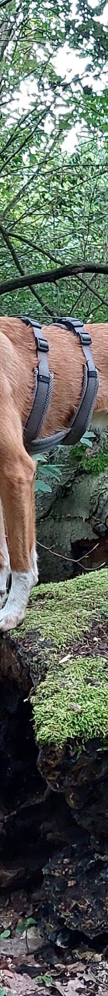 Flora – Hund, Unbekannt, Alter unbekannt, Nordic Strays e.V. – Foto 1