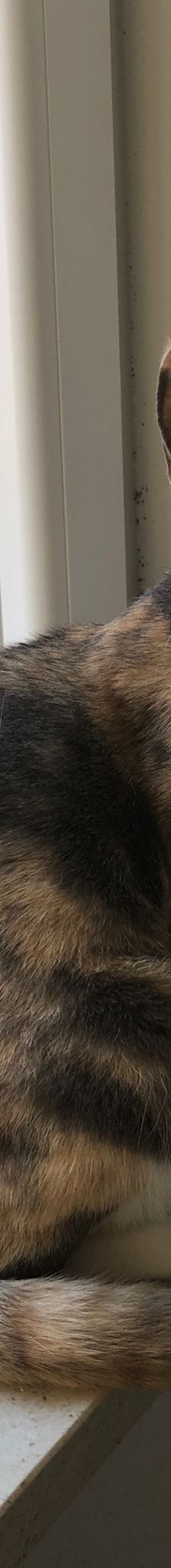 Flora – Hund, Unbekannt, Alter unbekannt, Nordic Strays e.V. – Foto 2