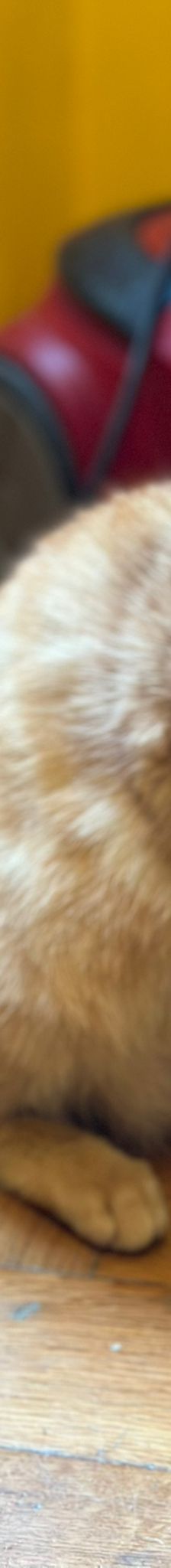 Flora – Hund, Unbekannt, Alter unbekannt, Nordic Strays e.V. – Foto 4