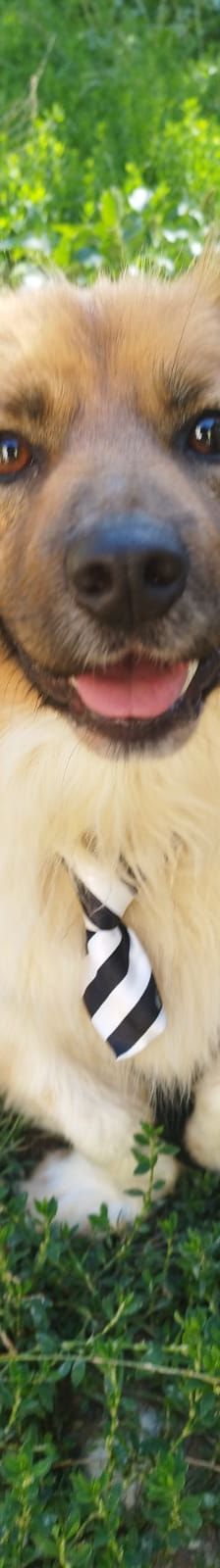 Flora – Hund, Unbekannt, Alter unbekannt, Nordic Strays e.V. – Foto 5