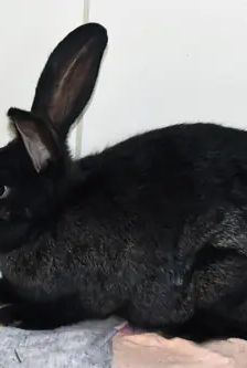 Arnie – Stallkaninchen-Mix, Männchen, 5 Monate, 90537 Feucht – Foto 1