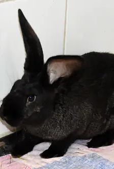 Arnie – Stallkaninchen-Mix, Männchen, 5 Monate, 90537 Feucht – Foto 2