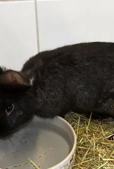 Arnie – Stallkaninchen-Mix, Männchen, 5 Monate, 90537 Feucht – Foto 3