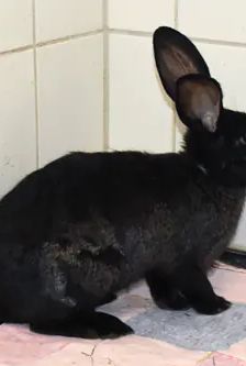 Arnie – Stallkaninchen-Mix, Männchen, 5 Monate, 90537 Feucht – Foto 4