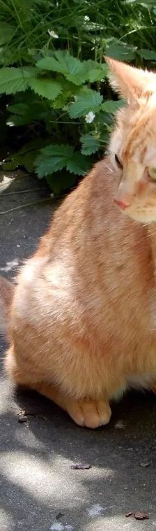 Prinzessin LEIA – EHK, Weibchen, 5 Jahre, Cats at Andros e.V. – Foto 1