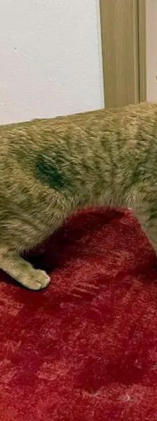 Prinzessin LEIA – EHK, Weibchen, 5 Jahre, Cats at Andros e.V. – Foto 2