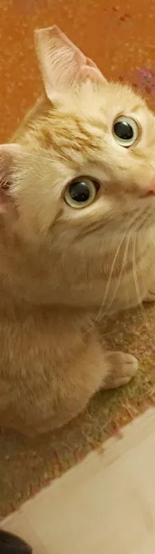 Prinzessin LEIA – EHK, Weibchen, 5 Jahre, Cats at Andros e.V. – Foto 7