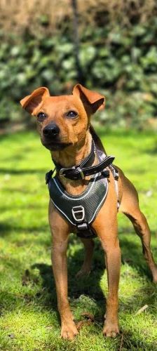 Lucky – Zwergpinscher, Männchen, 6 Jahre, 26389 Wilhelmshaven – Foto 1