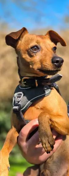 Lucky – Zwergpinscher, Männchen, 6 Jahre, 26389 Wilhelmshaven – Foto 2