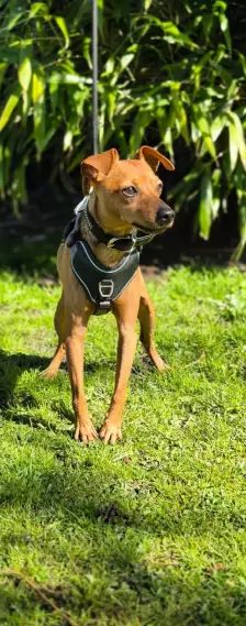 Lucky – Zwergpinscher, Männchen, 6 Jahre, 26389 Wilhelmshaven – Foto 3