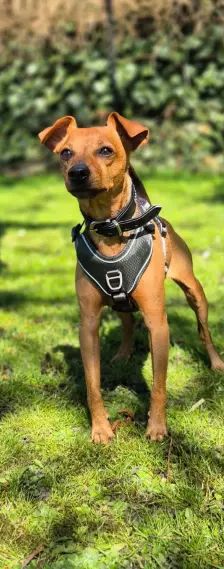Lucky – Zwergpinscher, Männchen, 6 Jahre, 26389 Wilhelmshaven – Foto 4