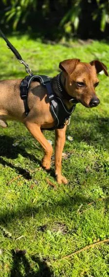 Lucky – Zwergpinscher, Männchen, 6 Jahre, 26389 Wilhelmshaven – Foto 5