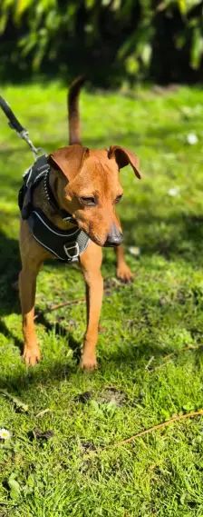 Lucky – Zwergpinscher, Männchen, 6 Jahre, 26389 Wilhelmshaven – Foto 6