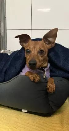 Lucky – Zwergpinscher, Männchen, 6 Jahre, 26389 Wilhelmshaven – Foto 7