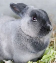 Smilla – Kaninchen / Mix, Weibchen, Alter unbekannt, 13057 Berlin – Foto 2