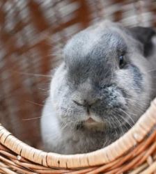 Smilla – Kaninchen / Mix, Weibchen, Alter unbekannt, 13057 Berlin – Foto 3