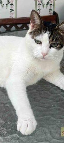 Misi – Europäisch Kurzhaar, Weibchen, 4 Jahre 6 Monate, 65520 Bad Camberg – Foto 12