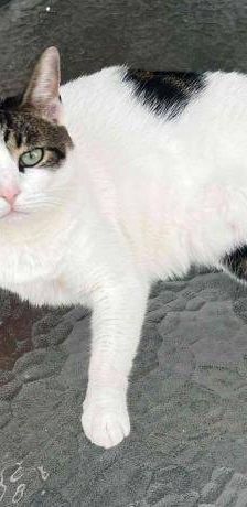 Misi – Europäisch Kurzhaar, Weibchen, 4 Jahre 6 Monate, 65520 Bad Camberg – Foto 14