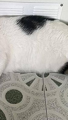 Misi – Europäisch Kurzhaar, Weibchen, 4 Jahre 6 Monate, 65520 Bad Camberg – Foto 4