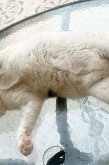 Misi – Europäisch Kurzhaar, Weibchen, 4 Jahre 6 Monate, 65520 Bad Camberg – Foto 5