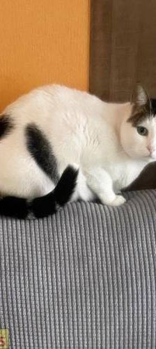 Misi – Europäisch Kurzhaar, Weibchen, 4 Jahre 6 Monate, 65520 Bad Camberg – Foto 8
