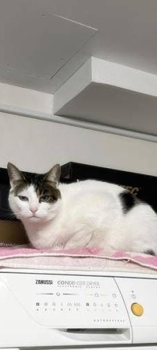 Misi – Europäisch Kurzhaar, Weibchen, 4 Jahre 6 Monate, 65520 Bad Camberg – Foto 10