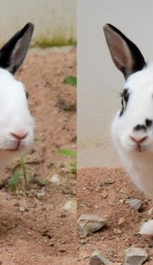 Gwendolyn und Glöckchen – Zwergkaninchen, Weibchen, 16 Monate, 90537 Feucht – Foto 1