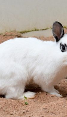 Gwendolyn und Glöckchen – Zwergkaninchen, Weibchen, 16 Monate, 90537 Feucht – Foto 2