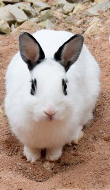 Gwendolyn und Glöckchen – Zwergkaninchen, Weibchen, 16 Monate, 90537 Feucht – Foto 3